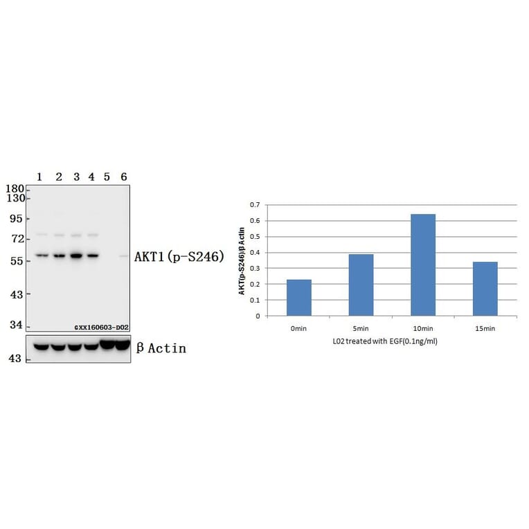 Anti-AKT1 (phospho-S246) Antibody from Bioworld Technology (BS4286) - Antibodies.com
