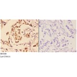 Anti-AKT1 (phospho-S246) Antibody from Bioworld Technology (BS4286) - Antibodies.com