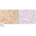 Anti-AKT1 (phospho-S246) Antibody from Bioworld Technology (BS4286) - Antibodies.com