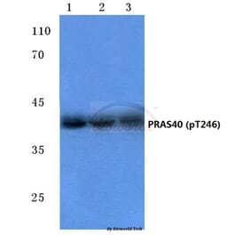 Anti-PRAS40 (phospho-T246) Antibody from Bioworld Technology (BS4288) - Antibodies.com