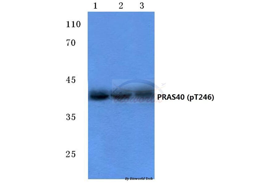 Anti-PRAS40 (phospho-T246) Antibody from Bioworld Technology (BS4288) - Antibodies.com