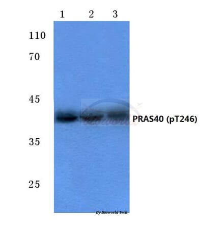 Anti-PRAS40 (phospho-T246) Antibody from Bioworld Technology (BS4288) - Antibodies.com