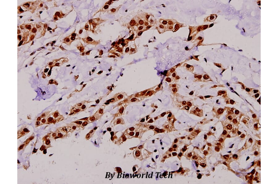 Anti-TBC1D4 (phospho-T642) Antibody from Bioworld Technology (BS4293) - Antibodies.com