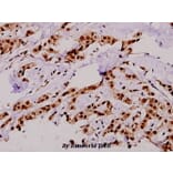 Anti-TBC1D4 (phospho-T642) Antibody from Bioworld Technology (BS4293) - Antibodies.com