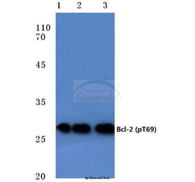 Anti-Bcl-2 (phospho-T69) Antibody from Bioworld Technology (BS4294) - Antibodies.com