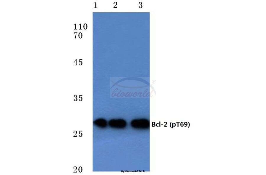 Anti-Bcl-2 (phospho-T69) Antibody from Bioworld Technology (BS4294) - Antibodies.com