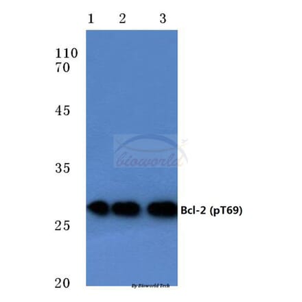 Anti-Bcl-2 (phospho-T69) Antibody from Bioworld Technology (BS4294) - Antibodies.com