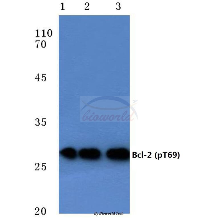 Anti-Bcl-2 (phospho-T69) Antibody from Bioworld Technology (BS4294) - Antibodies.com