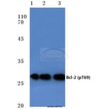 Anti-Bcl-2 (phospho-T69) Antibody from Bioworld Technology (BS4294) - Antibodies.com