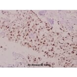 Anti-Bcl-2 (phospho-T69) Antibody from Bioworld Technology (BS4294) - Antibodies.com