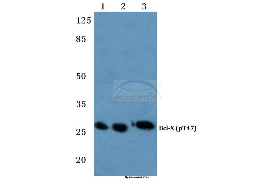 Anti-Bcl-X (phospho-T47) Antibody from Bioworld Technology (BS4295) - Antibodies.com
