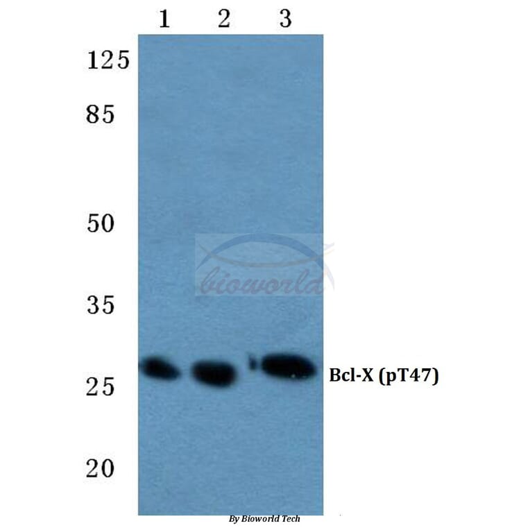 Anti-Bcl-X (phospho-T47) Antibody from Bioworld Technology (BS4295) - Antibodies.com