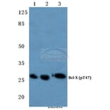 Anti-Bcl-X (phospho-T47) Antibody from Bioworld Technology (BS4295) - Antibodies.com