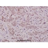 Anti-Bcl-X (phospho-T47) Antibody from Bioworld Technology (BS4295) - Antibodies.com
