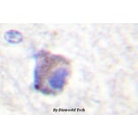 Anti-Catalase (phospho-Y385) Antibody from Bioworld Technology (BS4302) - Antibodies.com