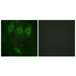 Anti-EGFR (phospho-Y992) Antibody from Bioworld Technology (BS4310) - Antibodies.com