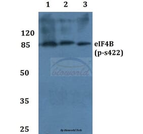 Anti-eIF4B (phospho-S422) Antibody from Bioworld Technology (BS4311) - Antibodies.com