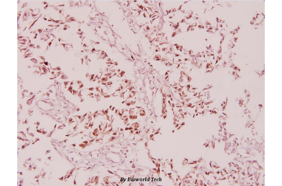 Anti-eIF4B (phospho-S422) Antibody from Bioworld Technology (BS4311) - Antibodies.com