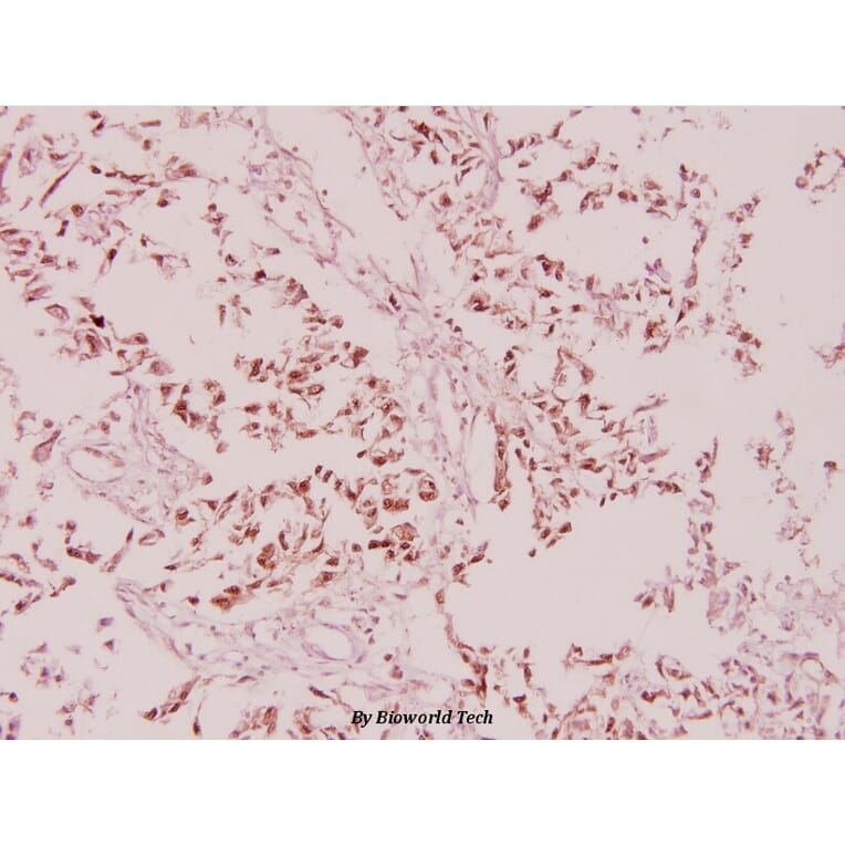 Anti-eIF4B (phospho-S422) Antibody from Bioworld Technology (BS4311) - Antibodies.com