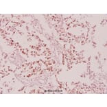 Anti-eIF4B (phospho-S422) Antibody from Bioworld Technology (BS4311) - Antibodies.com