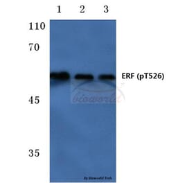 Anti-ERF (phospho-T526) Antibody from Bioworld Technology (BS4312) - Antibodies.com