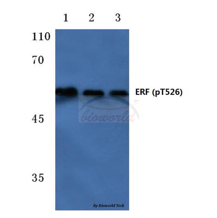 Anti-ERF (phospho-T526) Antibody from Bioworld Technology (BS4312) - Antibodies.com