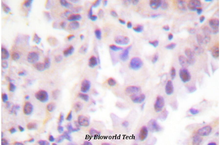 Anti-ERF (phospho-T526) Antibody from Bioworld Technology (BS4312) - Antibodies.com
