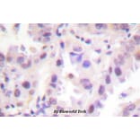 Anti-ERF (phospho-T526) Antibody from Bioworld Technology (BS4312) - Antibodies.com