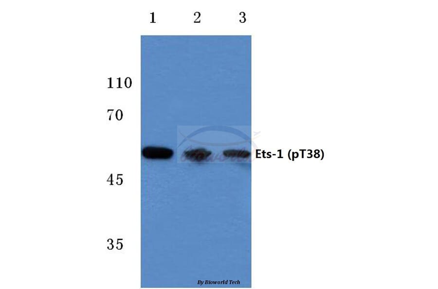 Anti-Ets-1 (phospho-T38) Antibody from Bioworld Technology (BS4316) - Antibodies.com