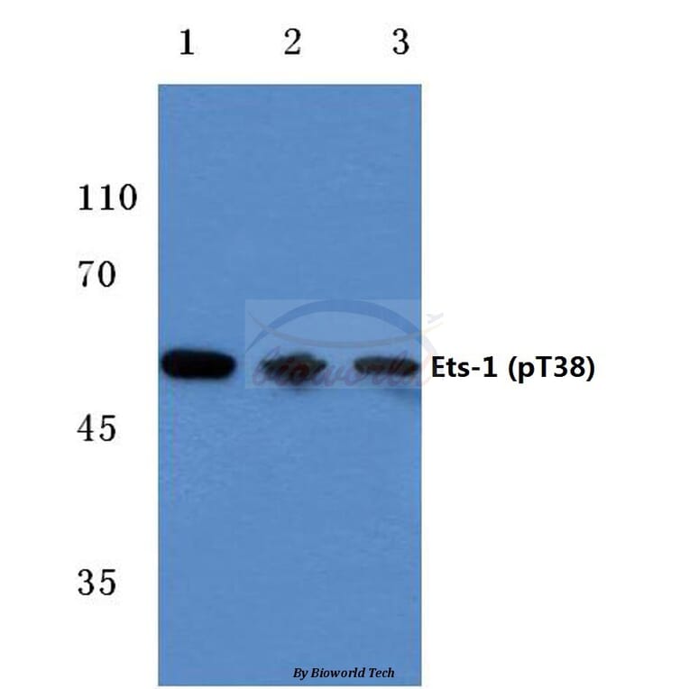 Anti-Ets-1 (phospho-T38) Antibody from Bioworld Technology (BS4316) - Antibodies.com
