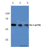 Anti-Ets-1 (phospho-T38) Antibody from Bioworld Technology (BS4316) - Antibodies.com