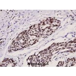 Anti-Ets-1 (phospho-T38) Antibody from Bioworld Technology (BS4316) - Antibodies.com