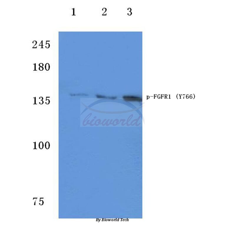 Anti-FGFR1 (phospho-Y766) Antibody from Bioworld Technology (BS4318) - Antibodies.com