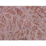 Anti-IRS-1 (phospho-S794) Antibody from Bioworld Technology (BS4321) - Antibodies.com