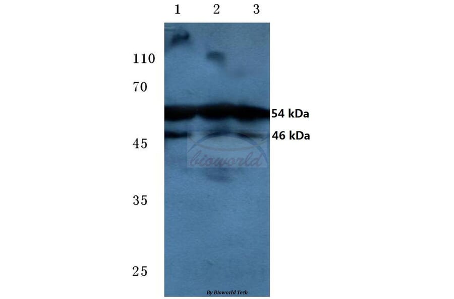 Anti-JNK1/2/3 (phospho-T183/Y185) Antibody from Bioworld Technology (BS4322) - Antibodies.com