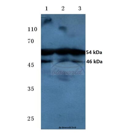 Anti-JNK1/2/3 (phospho-T183/Y185) Antibody from Bioworld Technology (BS4322) - Antibodies.com