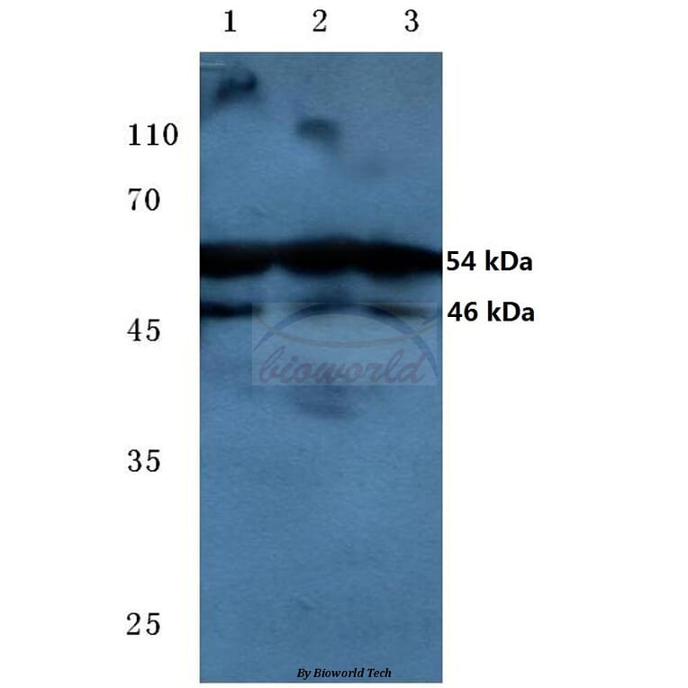 Anti-JNK1/2/3 (phospho-T183/Y185) Antibody from Bioworld Technology (BS4322) - Antibodies.com