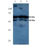 Anti-JNK1/2/3 (phospho-T183/Y185) Antibody from Bioworld Technology (BS4322) - Antibodies.com