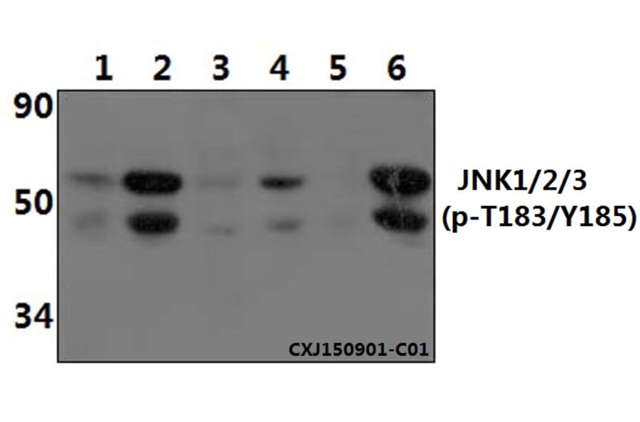 Anti-JNK1/2/3 (phospho-T183/Y185) Antibody from Bioworld Technology (BS4322) - Antibodies.com