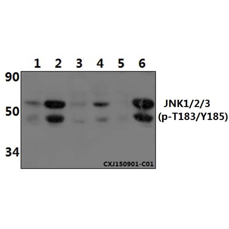 Anti-JNK1/2/3 (phospho-T183/Y185) Antibody from Bioworld Technology (BS4322) - Antibodies.com