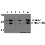 Anti-JNK1/2/3 (phospho-T183/Y185) Antibody from Bioworld Technology (BS4322) - Antibodies.com