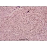 Anti-MEF2D (phospho-S444) Antibody from Bioworld Technology (BS4326) - Antibodies.com