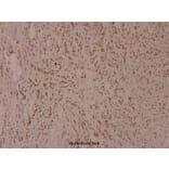 Anti-MITF (phospho-S180) Antibody from Bioworld Technology (BS4328) - Antibodies.com