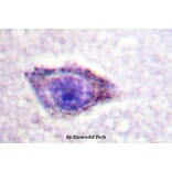 Anti-p70 S6K (phospho-T229) Antibody from Bioworld Technology (BS4339) - Antibodies.com