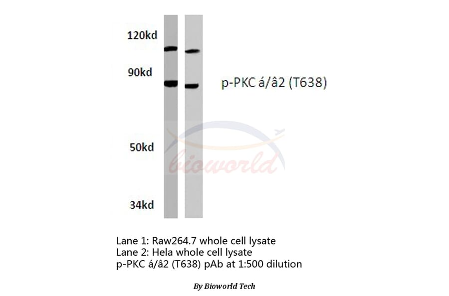 Anti-PKC α (phospho-T638) Antibody from Bioworld Technology (BS4346) - Antibodies.com
