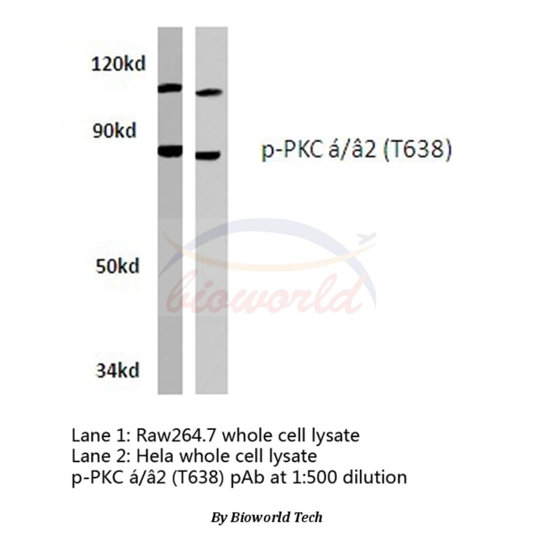 Anti-PKC α (phospho-T638) Antibody from Bioworld Technology (BS4346) - Antibodies.com