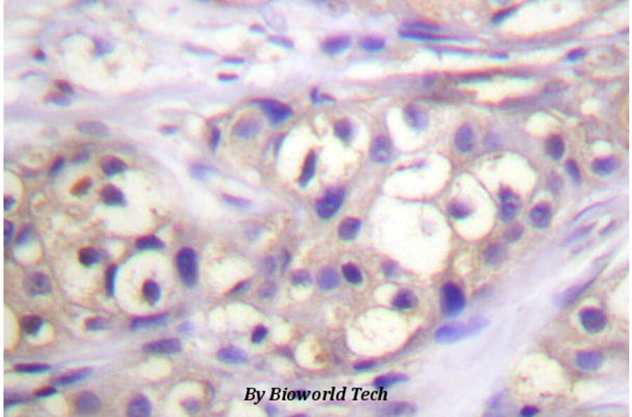 Anti-PKC α (phospho-T638) Antibody from Bioworld Technology (BS4346) - Antibodies.com