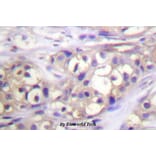 Anti-PKC α (phospho-T638) Antibody from Bioworld Technology (BS4346) - Antibodies.com