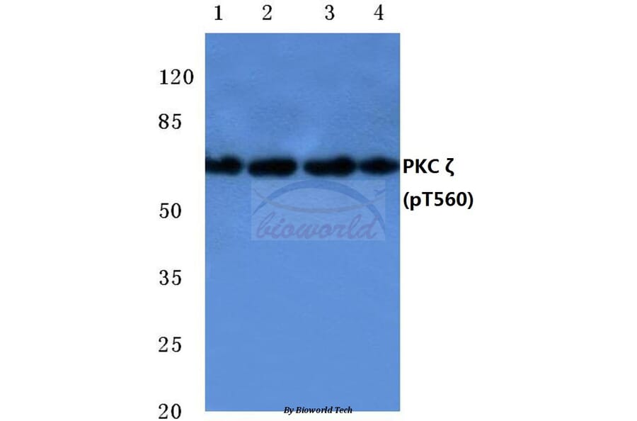 Anti-PKC ζ (phospho-T560) Antibody from Bioworld Technology (BS4347) - Antibodies.com