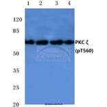 Anti-PKC ζ (phospho-T560) Antibody from Bioworld Technology (BS4347) - Antibodies.com